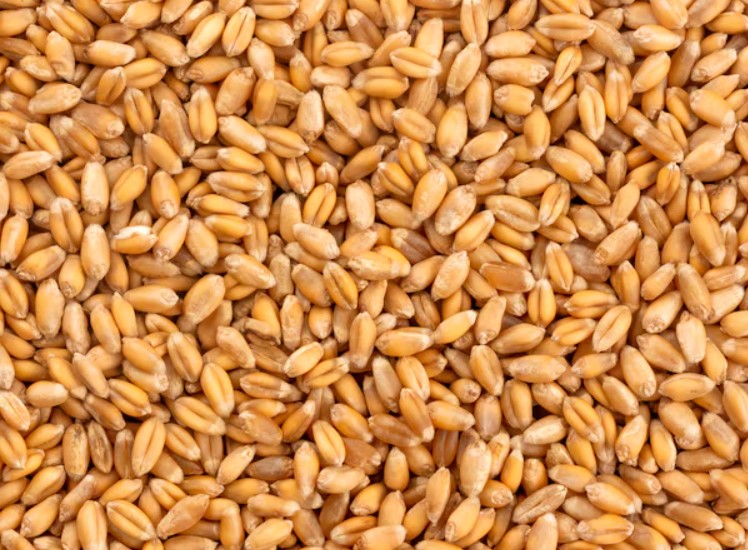 Premium Wheat